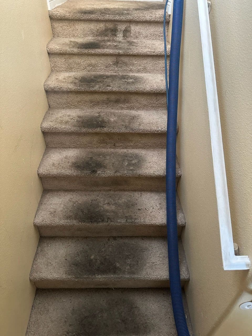 Transform Your Stairs with Expert Carpet Cleaning image